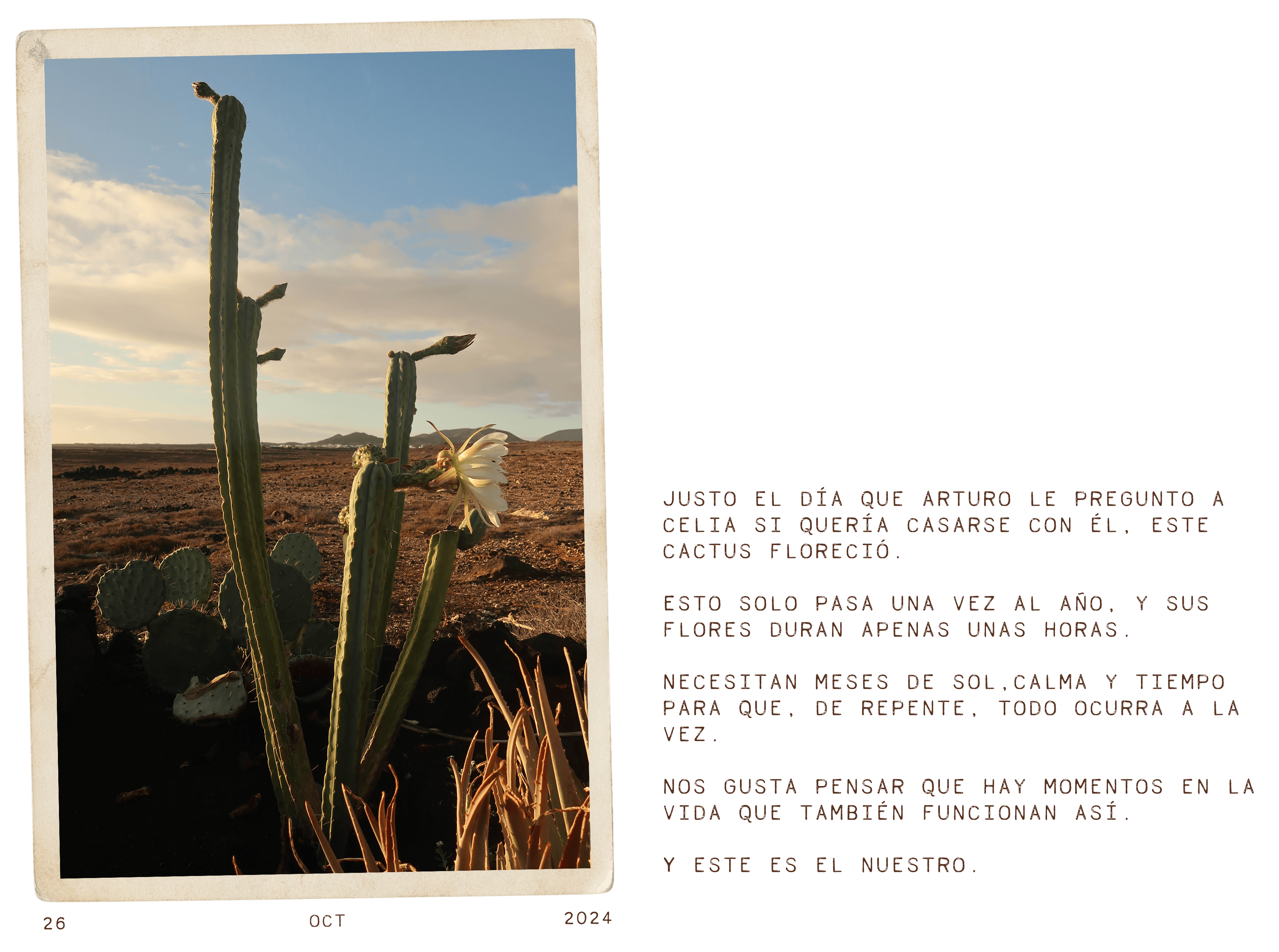 El cactus que floreció el día de la propuesta